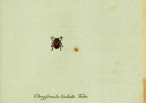 Reproducción/Reproduction 35536674574: Favnae insectorvm Germanicae initia, oder, Deutschlands Insecten /. Nürnberg :In den Felseckerschen Buchhandlung,1796-1813.