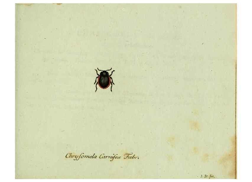 Reproducción/Reproduction 35536677334: Favnae insectorvm Germanicae initia, oder, Deutschlands Insecten /. Nürnberg :In den Felseckerschen Buchhandlung,1796-1813.