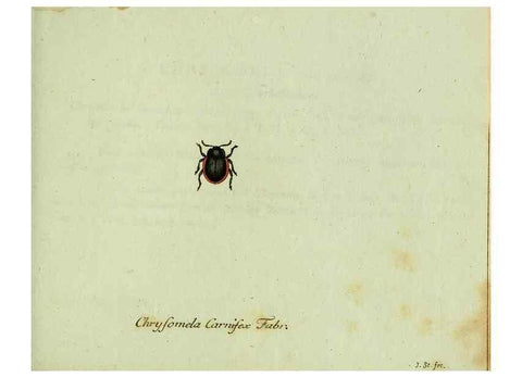 Reproducción/Reproduction 35536677334: Favnae insectorvm Germanicae initia, oder, Deutschlands Insecten /. Nürnberg :In den Felseckerschen Buchhandlung,1796-1813.
