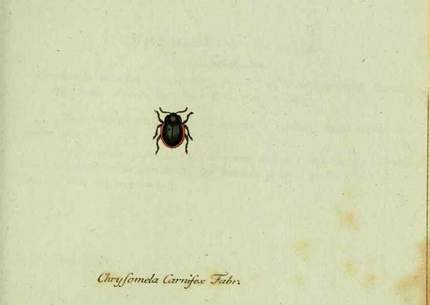Reproducción/Reproduction 35536677334: Favnae insectorvm Germanicae initia, oder, Deutschlands Insecten /. Nürnberg :In den Felseckerschen Buchhandlung,1796-1813.