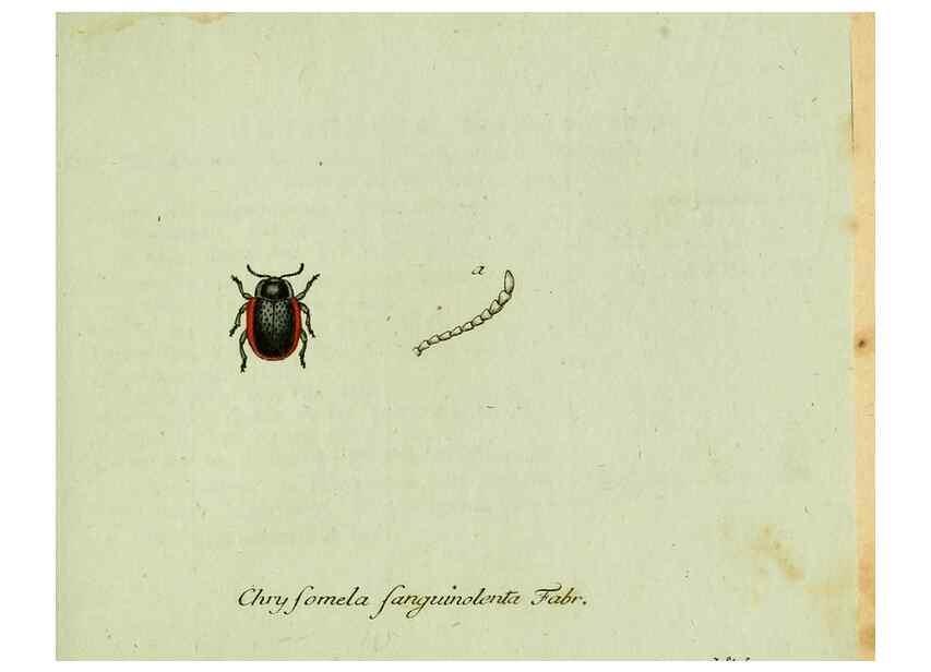 Reproducción/Reproduction 35536679674: Favnae insectorvm Germanicae initia, oder, Deutschlands Insecten /. Nürnberg :In den Felseckerschen Buchhandlung,1796-1813.