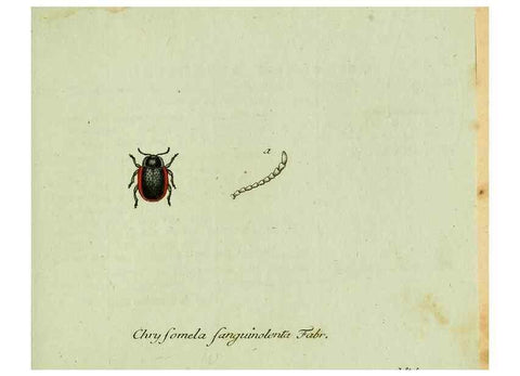 Reproducción/Reproduction 35536679674: Favnae insectorvm Germanicae initia, oder, Deutschlands Insecten /. Nürnberg :In den Felseckerschen Buchhandlung,1796-1813.