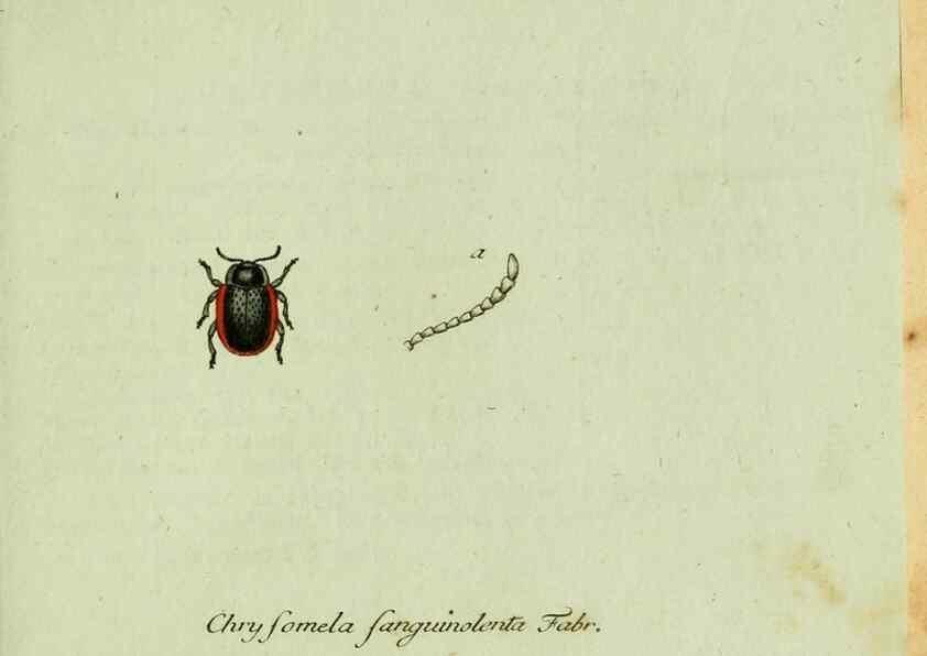 Reproducción/Reproduction 35536679674: Favnae insectorvm Germanicae initia, oder, Deutschlands Insecten /. Nürnberg :In den Felseckerschen Buchhandlung,1796-1813.