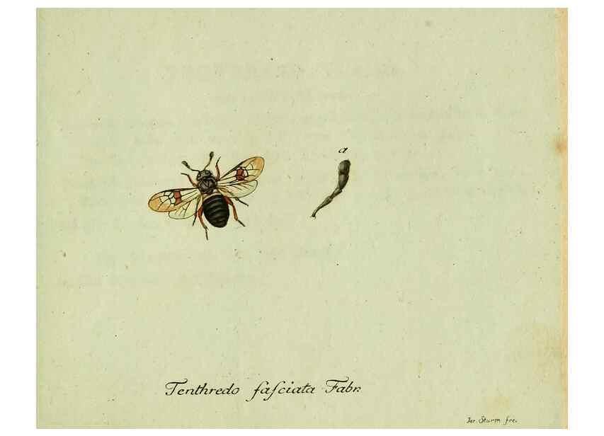 Reproducción/Reproduction 36235852851: Favnae insectorvm Germanicae initia, oder, Deutschlands Insecten /. Nürnberg :In den Felseckerschen Buchhandlung,1796-1813.