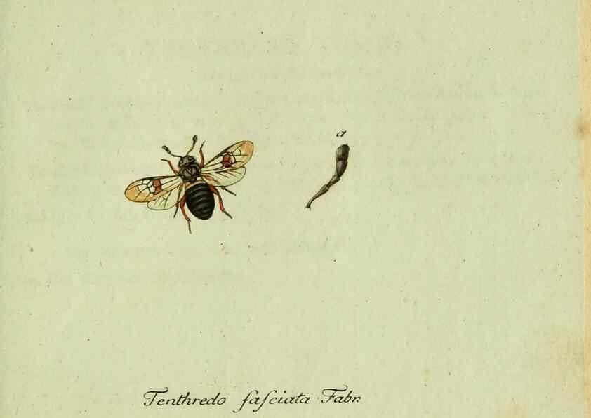 Reproducción/Reproduction 36235852851: Favnae insectorvm Germanicae initia, oder, Deutschlands Insecten /. Nürnberg :In den Felseckerschen Buchhandlung,1796-1813.