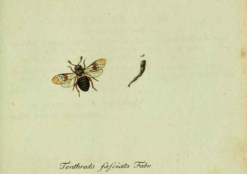 Reproducción/Reproduction 36235852851: Favnae insectorvm Germanicae initia, oder, Deutschlands Insecten /. Nürnberg :In den Felseckerschen Buchhandlung,1796-1813.