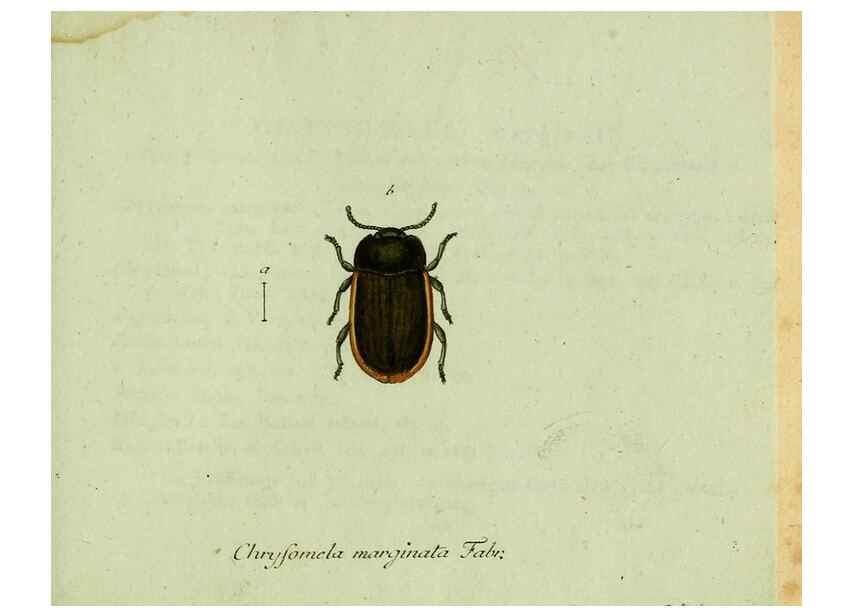 Reproducción/Reproduction 35536682534: Favnae insectorvm Germanicae initia, oder, Deutschlands Insecten /. Nürnberg :In den Felseckerschen Buchhandlung,1796-1813.