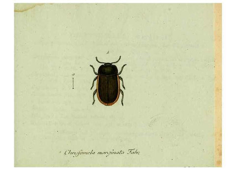 Reproducción/Reproduction 35536682534: Favnae insectorvm Germanicae initia, oder, Deutschlands Insecten /. Nürnberg :In den Felseckerschen Buchhandlung,1796-1813.