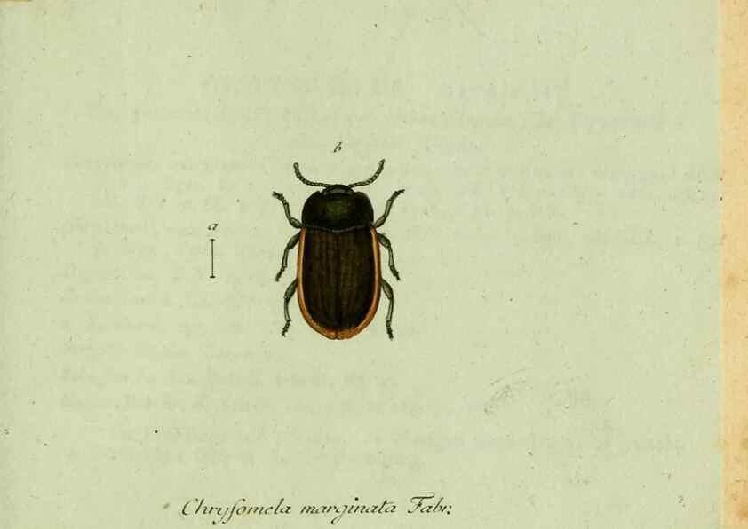 Reproducción/Reproduction 35536682534: Favnae insectorvm Germanicae initia, oder, Deutschlands Insecten /. Nürnberg :In den Felseckerschen Buchhandlung,1796-1813.