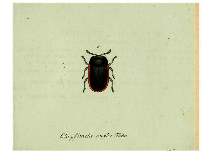 Reproducción/Reproduction 35536688844: Favnae insectorvm Germanicae initia, oder, Deutschlands Insecten /. Nürnberg :In den Felseckerschen Buchhandlung,1796-1813.