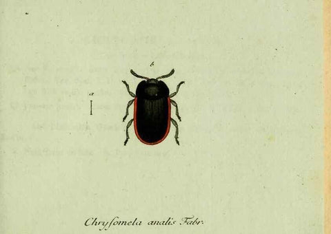 Reproducción/Reproduction 35536688844: Favnae insectorvm Germanicae initia, oder, Deutschlands Insecten /. Nürnberg :In den Felseckerschen Buchhandlung,1796-1813.