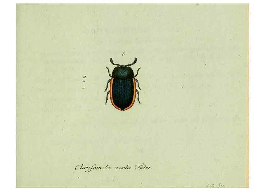 Reproducción/Reproduction 35536691824: Favnae insectorvm Germanicae initia, oder, Deutschlands Insecten /. Nürnberg :In den Felseckerschen Buchhandlung,1796-1813.