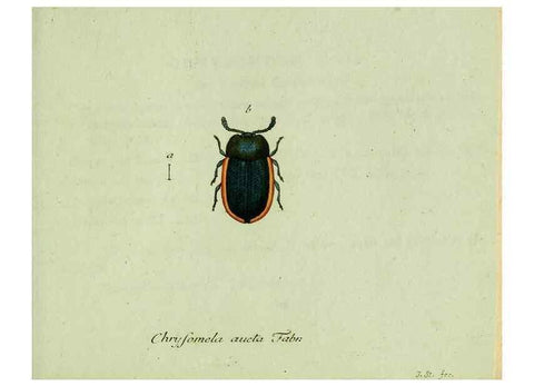 Reproducción/Reproduction 35536691824: Favnae insectorvm Germanicae initia, oder, Deutschlands Insecten /. Nürnberg :In den Felseckerschen Buchhandlung,1796-1813.