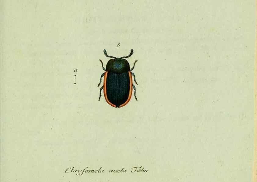 Reproducción/Reproduction 35536691824: Favnae insectorvm Germanicae initia, oder, Deutschlands Insecten /. Nürnberg :In den Felseckerschen Buchhandlung,1796-1813.