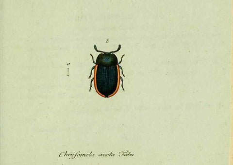 Reproducción/Reproduction 35536691824: Favnae insectorvm Germanicae initia, oder, Deutschlands Insecten /. Nürnberg :In den Felseckerschen Buchhandlung,1796-1813.