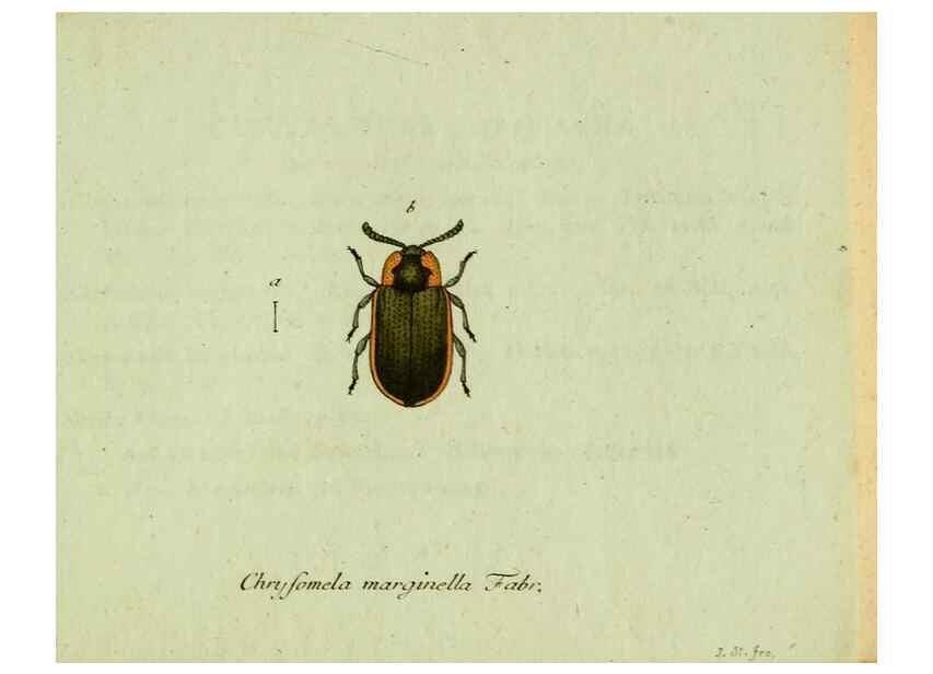 Reproducción/Reproduction 35536694254: Favnae insectorvm Germanicae initia, oder, Deutschlands Insecten /. Nürnberg :In den Felseckerschen Buchhandlung,1796-1813.