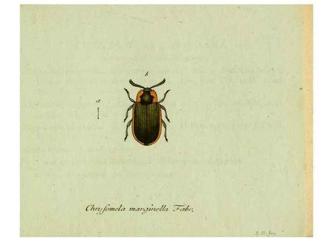 Reproducción/Reproduction 35536694254: Favnae insectorvm Germanicae initia, oder, Deutschlands Insecten /. Nürnberg :In den Felseckerschen Buchhandlung,1796-1813.