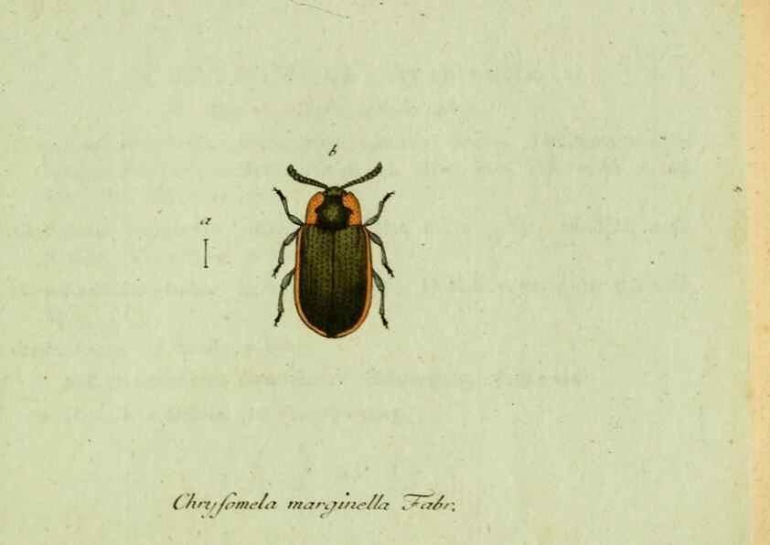 Reproducción/Reproduction 35536694254: Favnae insectorvm Germanicae initia, oder, Deutschlands Insecten /. Nürnberg :In den Felseckerschen Buchhandlung,1796-1813.