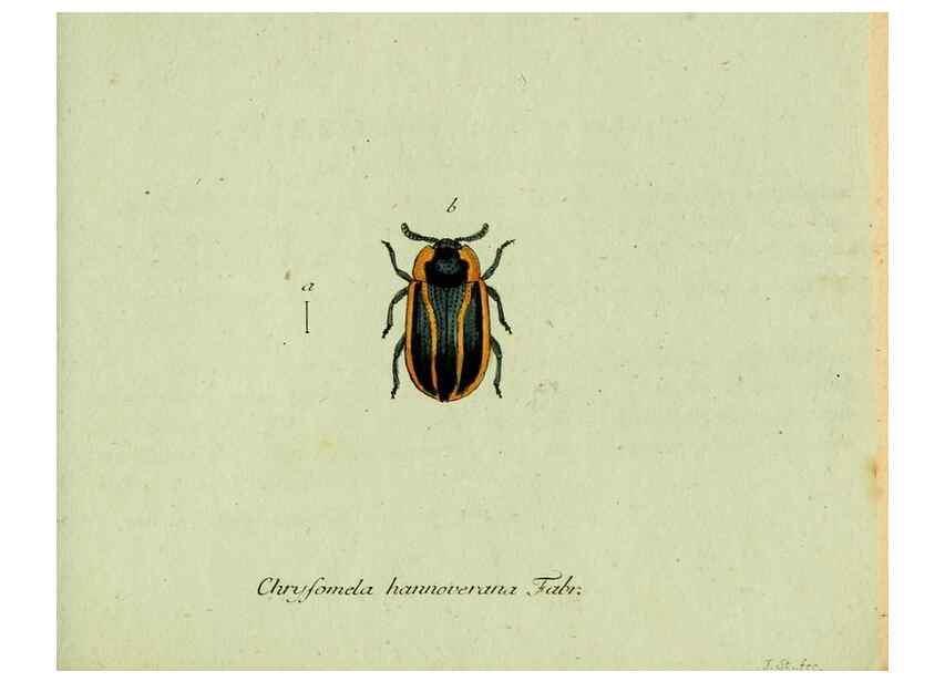 Reproducción/Reproduction 35975675880: Favnae insectorvm Germanicae initia, oder, Deutschlands Insecten /. Nürnberg :In den Felseckerschen Buchhandlung,1796-1813.