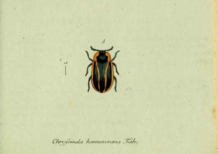 Reproducción/Reproduction 35975675880: Favnae insectorvm Germanicae initia, oder, Deutschlands Insecten /. Nürnberg :In den Felseckerschen Buchhandlung,1796-1813.