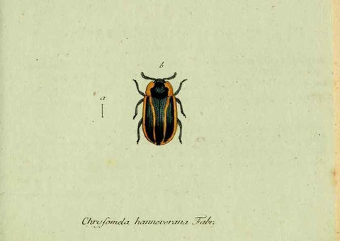 Reproducción/Reproduction 35975675880: Favnae insectorvm Germanicae initia, oder, Deutschlands Insecten /. Nürnberg :In den Felseckerschen Buchhandlung,1796-1813.