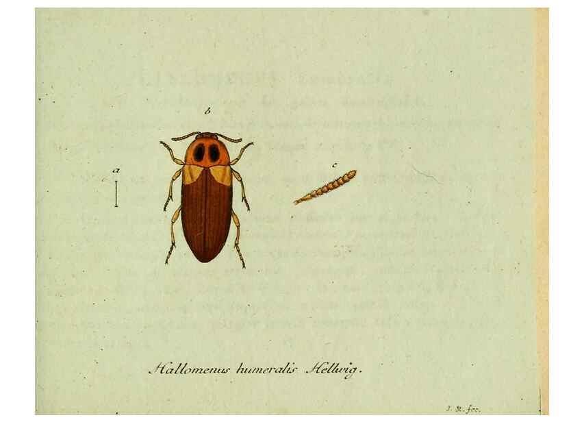 Reproducción/Reproduction 36204247062: Favnae insectorvm Germanicae initia, oder, Deutschlands Insecten /. Nürnberg :In den Felseckerschen Buchhandlung,1796-1813.