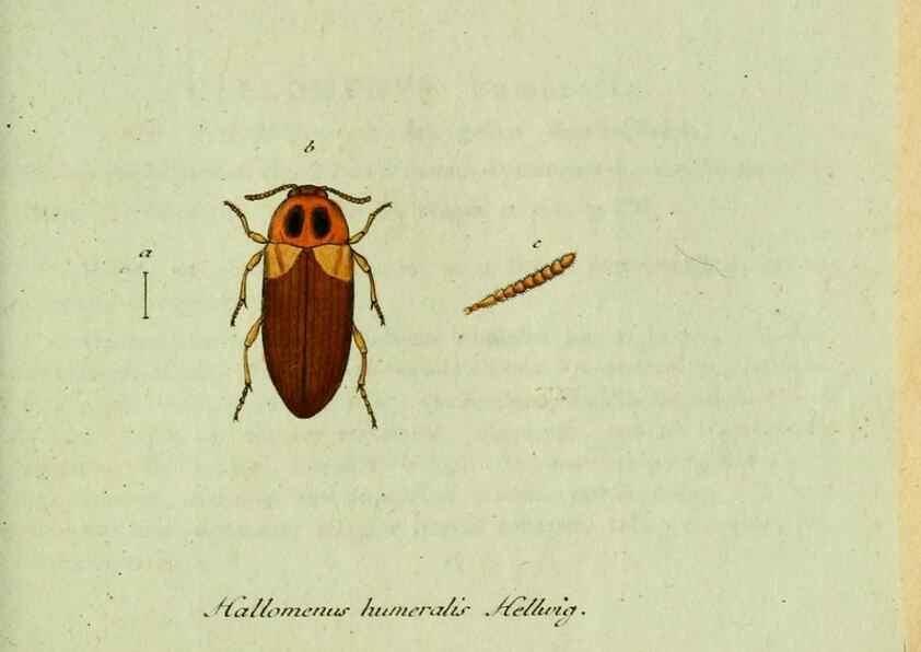 Reproducción/Reproduction 36204247062: Favnae insectorvm Germanicae initia, oder, Deutschlands Insecten /. Nürnberg :In den Felseckerschen Buchhandlung,1796-1813.