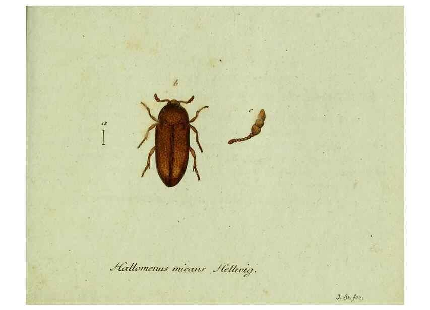 Reproducción/Reproduction 36327742256: Favnae insectorvm Germanicae initia, oder, Deutschlands Insecten /. Nürnberg :In den Felseckerschen Buchhandlung,1796-1813.