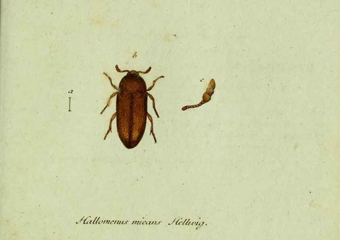 Reproducción/Reproduction 36327742256: Favnae insectorvm Germanicae initia, oder, Deutschlands Insecten /. Nürnberg :In den Felseckerschen Buchhandlung,1796-1813.