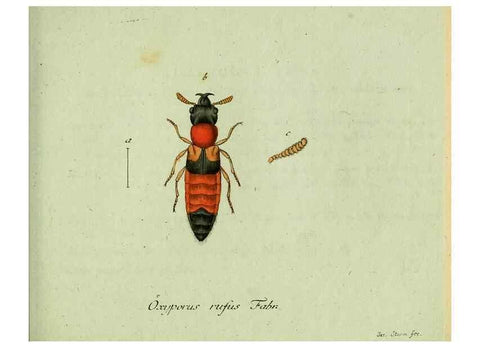 Reproducción/Reproduction 35564149953: Favnae insectorvm Germanicae initia, oder, Deutschlands Insecten /. Nürnberg :In den Felseckerschen Buchhandlung,1796-1813.