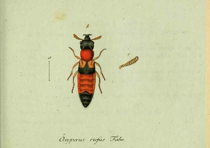 Reproducción/Reproduction 35564149953: Favnae insectorvm Germanicae initia, oder, Deutschlands Insecten /. Nürnberg :In den Felseckerschen Buchhandlung,1796-1813.