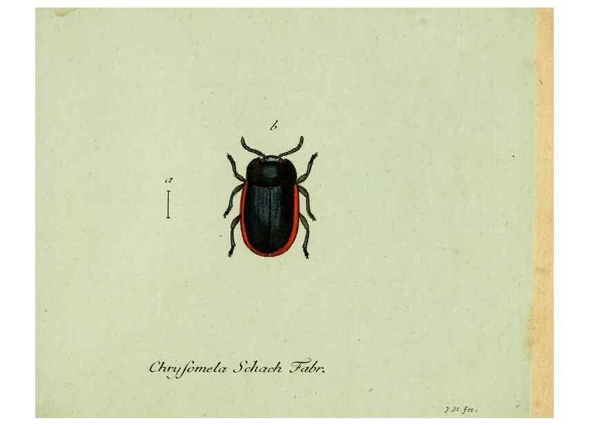 Reproducción/Reproduction 35536685864: Favnae insectorvm Germanicae initia, oder, Deutschlands Insecten /. Nürnberg :In den Felseckerschen Buchhandlung,1796-1813.