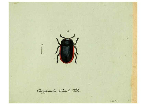 Reproducción/Reproduction 35536685864: Favnae insectorvm Germanicae initia, oder, Deutschlands Insecten /. Nürnberg :In den Felseckerschen Buchhandlung,1796-1813.