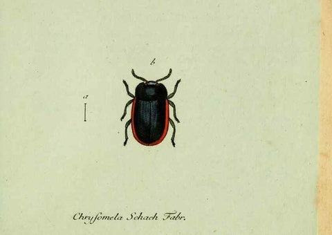 Reproducción/Reproduction 35536685864: Favnae insectorvm Germanicae initia, oder, Deutschlands Insecten /. Nürnberg :In den Felseckerschen Buchhandlung,1796-1813.
