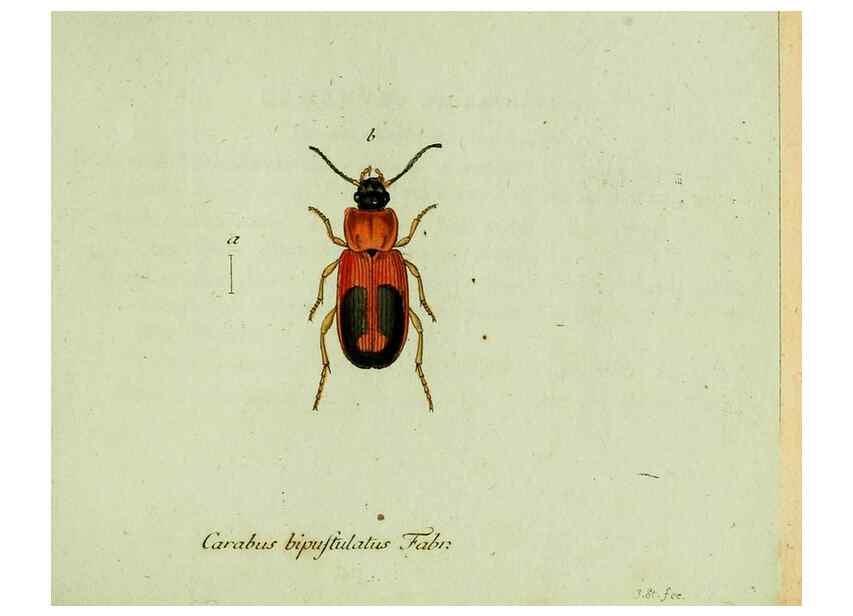 Reproducción/Reproduction 36372574785: Favnae insectorvm Germanicae initia, oder, Deutschlands Insecten /. Nürnberg :In den Felseckerschen Buchhandlung,1796-1813.