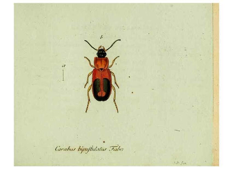 Reproducción/Reproduction 36372574785: Favnae insectorvm Germanicae initia, oder, Deutschlands Insecten /. Nürnberg :In den Felseckerschen Buchhandlung,1796-1813.