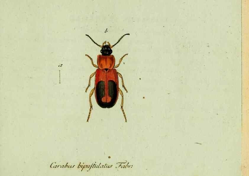 Reproducción/Reproduction 36372574785: Favnae insectorvm Germanicae initia, oder, Deutschlands Insecten /. Nürnberg :In den Felseckerschen Buchhandlung,1796-1813.
