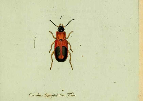Reproducción/Reproduction 36372574785: Favnae insectorvm Germanicae initia, oder, Deutschlands Insecten /. Nürnberg :In den Felseckerschen Buchhandlung,1796-1813.