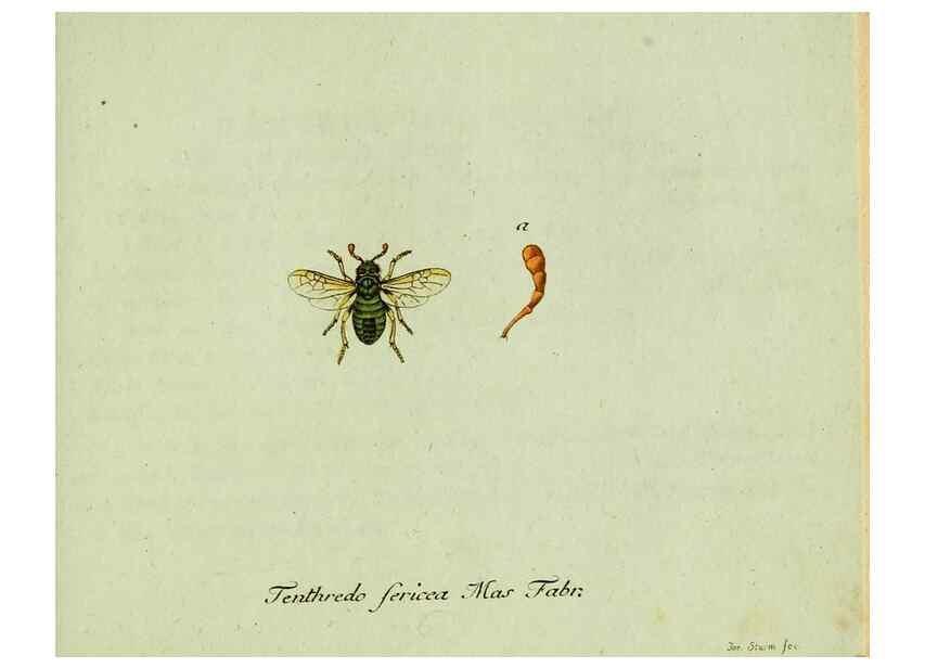 Reproducción/Reproduction 36235854601: Favnae insectorvm Germanicae initia, oder, Deutschlands Insecten /. Nürnberg :In den Felseckerschen Buchhandlung,1796-1813.