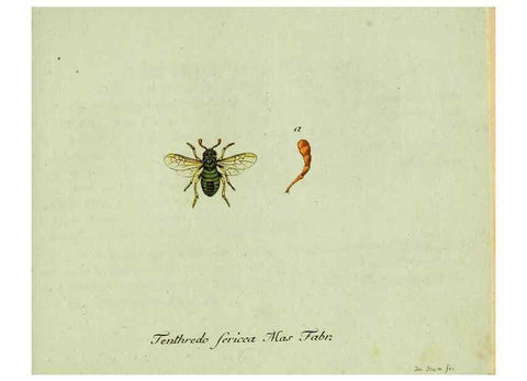 Reproducción/Reproduction 36235854601: Favnae insectorvm Germanicae initia, oder, Deutschlands Insecten /. Nürnberg :In den Felseckerschen Buchhandlung,1796-1813.