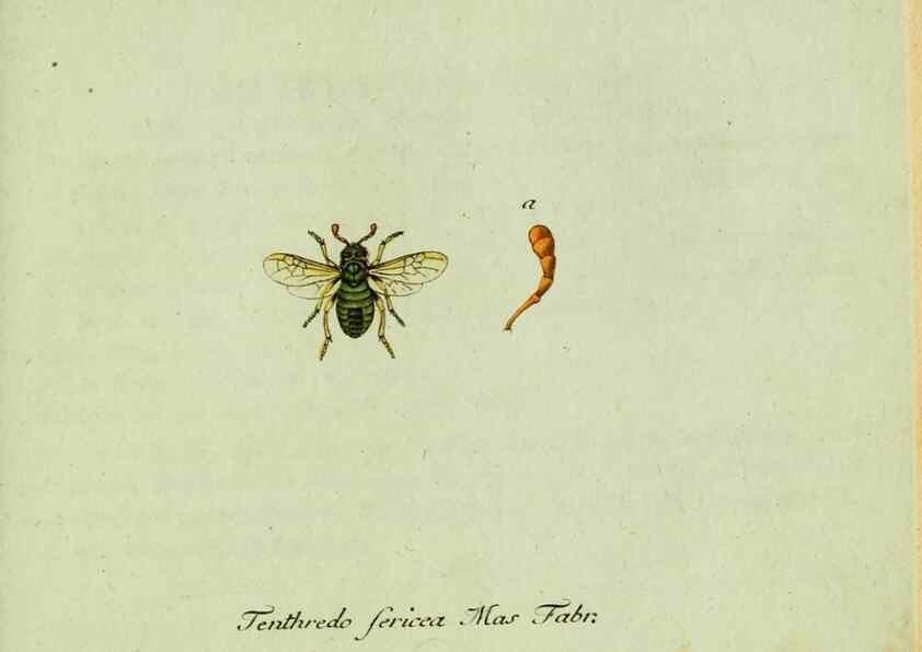 Reproducción/Reproduction 36235854601: Favnae insectorvm Germanicae initia, oder, Deutschlands Insecten /. Nürnberg :In den Felseckerschen Buchhandlung,1796-1813.
