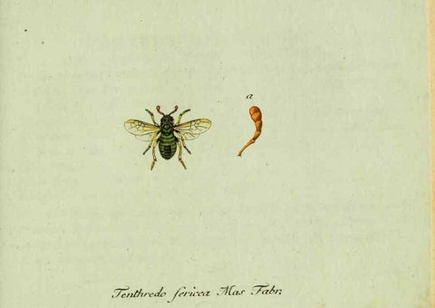 Reproducción/Reproduction 36235854601: Favnae insectorvm Germanicae initia, oder, Deutschlands Insecten /. Nürnberg :In den Felseckerschen Buchhandlung,1796-1813.