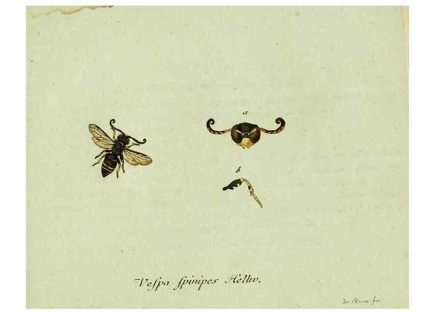 Reproducción/Reproduction 36235858371: Favnae insectorvm Germanicae initia, oder, Deutschlands Insecten /. Nürnberg :In den Felseckerschen Buchhandlung,1796-1813.