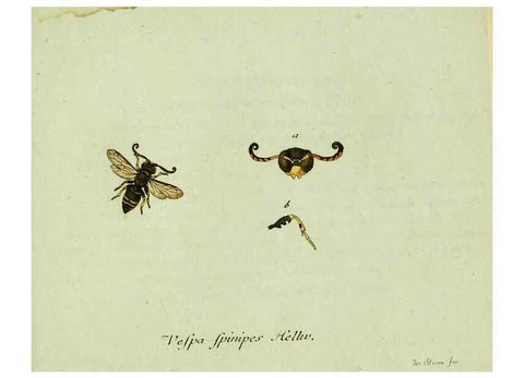 Reproducción/Reproduction 36235858371: Favnae insectorvm Germanicae initia, oder, Deutschlands Insecten /. Nürnberg :In den Felseckerschen Buchhandlung,1796-1813.