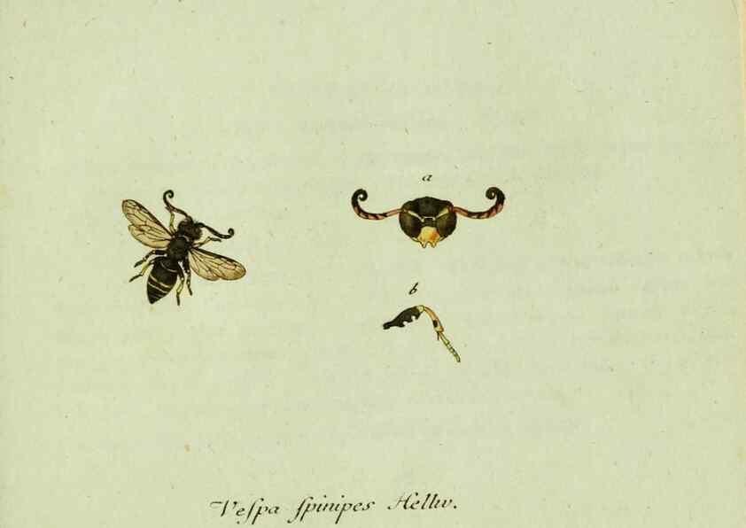 Reproducción/Reproduction 36235858371: Favnae insectorvm Germanicae initia, oder, Deutschlands Insecten /. Nürnberg :In den Felseckerschen Buchhandlung,1796-1813.