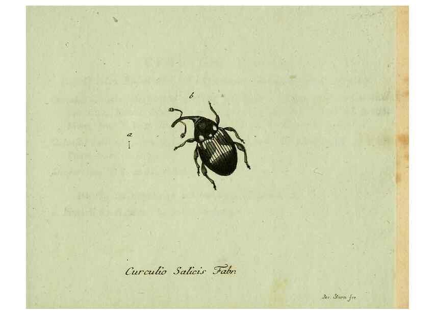 Reproducción/Reproduction 35975745680: Favnae insectorvm Germanicae initia, oder, Deutschlands Insecten /. Nürnberg :In den Felseckerschen Buchhandlung,1796-1813.