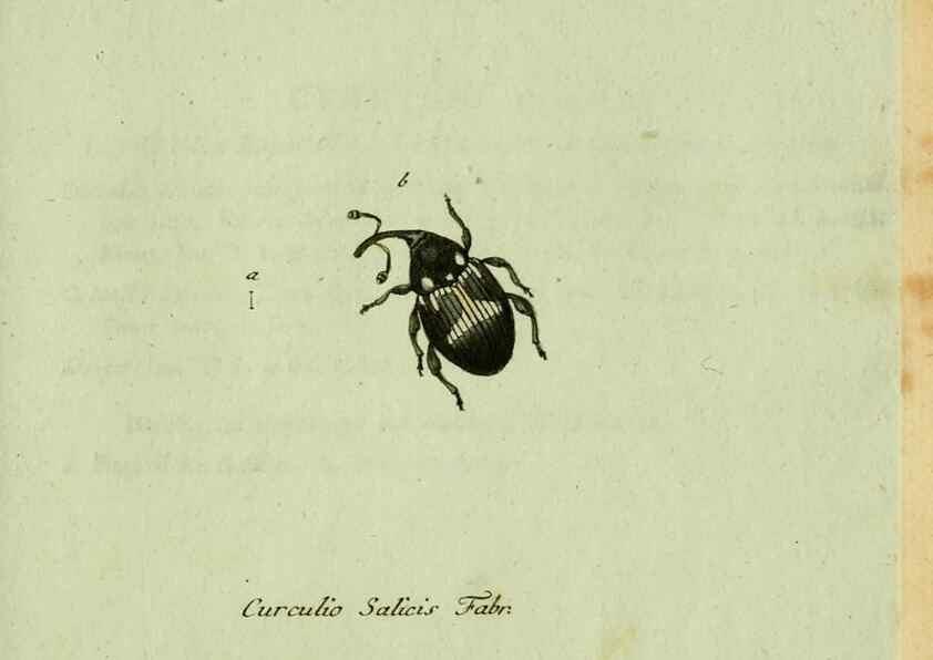 Reproducción/Reproduction 35975745680: Favnae insectorvm Germanicae initia, oder, Deutschlands Insecten /. Nürnberg :In den Felseckerschen Buchhandlung,1796-1813.