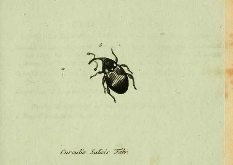 Reproducción/Reproduction 35975745680: Favnae insectorvm Germanicae initia, oder, Deutschlands Insecten /. Nürnberg :In den Felseckerschen Buchhandlung,1796-1813.