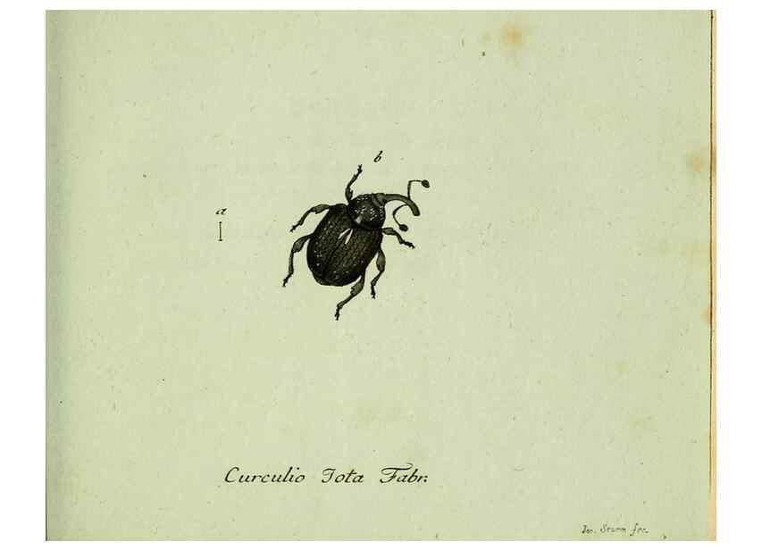 Reproducción/Reproduction 36204332512: Favnae insectorvm Germanicae initia, oder, Deutschlands Insecten /. Nürnberg :In den Felseckerschen Buchhandlung,1796-1813.