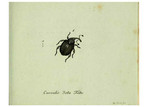 Reproducción/Reproduction 36204332512: Favnae insectorvm Germanicae initia, oder, Deutschlands Insecten /. Nürnberg :In den Felseckerschen Buchhandlung,1796-1813.